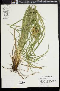 Carex typhina image