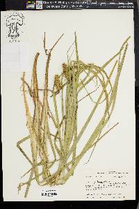 Carex typhina image