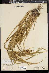 Carex typhina image