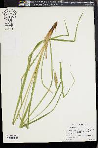 Carex typhina image