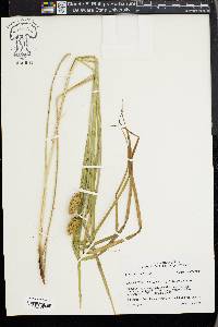 Carex typhina image