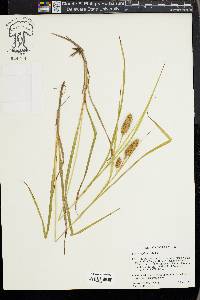 Carex typhina image