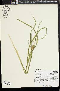 Carex typhina image