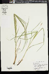 Carex typhina image