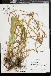 Carex typhina image