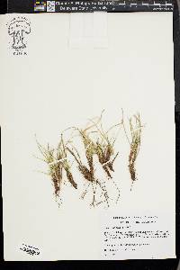 Carex umbellata image