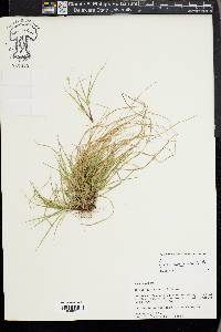 Carex umbellata image