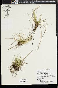 Carex umbellata image