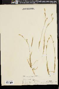 Carex vaginata image