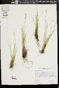 Carex vallicola image