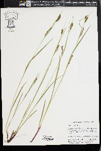 Carex venusta image