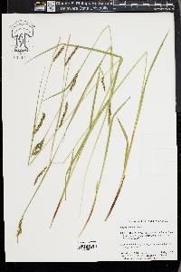 Carex venusta image