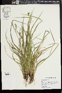 Carex venusta image