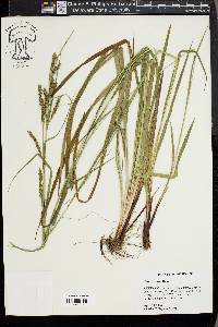 Carex venusta image