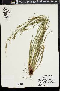 Carex venusta image