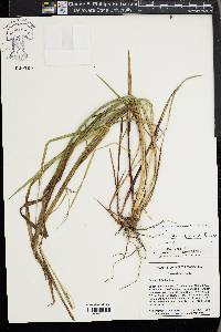 Carex venusta image