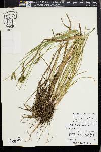 Carex venusta image