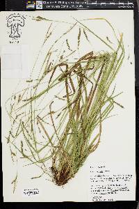 Carex venusta image