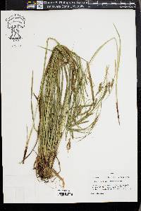 Carex venusta image