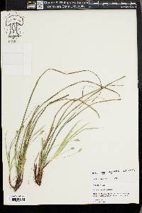 Carex nigromarginata image