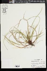 Carex nigromarginata image