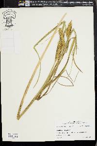 Carex vesicaria image