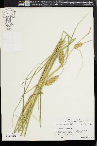 Carex vesicaria image