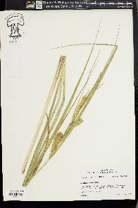 Carex vesicaria image