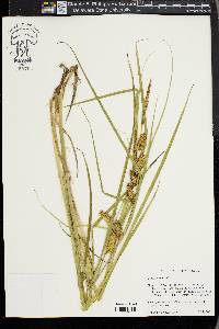 Carex vesicaria image