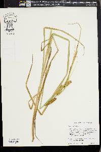 Carex vesicaria image