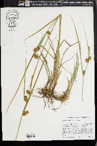 Carex vesicaria image