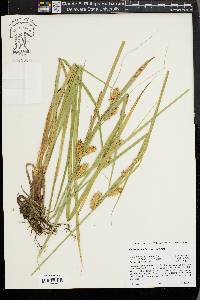 Carex vesicaria image