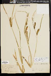 Carex vesicaria image