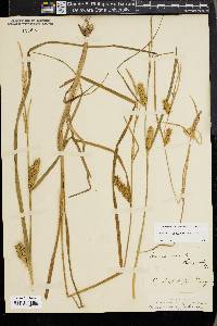 Carex vesicaria image