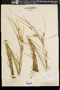 Carex vesicaria image