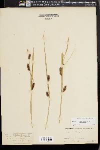 Carex vesicaria image