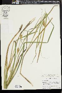 Carex vesicaria image