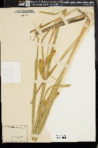 Carex vesicaria image