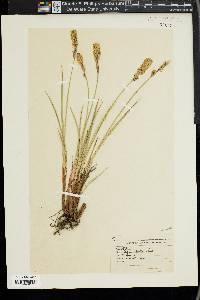 Carex vestita image