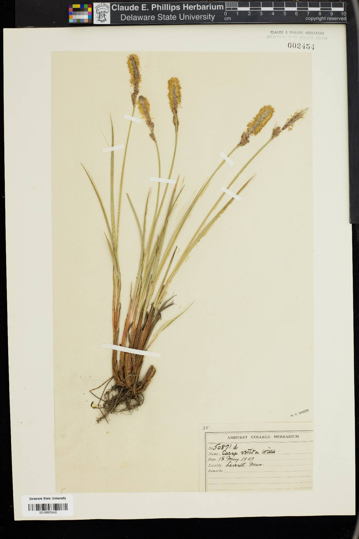 Carex vestita image