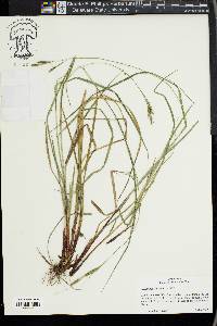 Carex virescens image