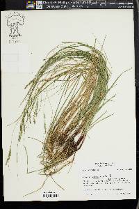 Carex virescens image