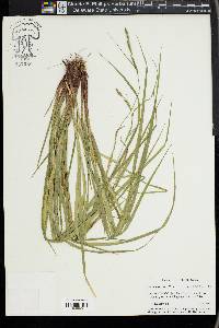 Carex virescens image