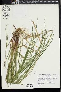 Carex virescens image