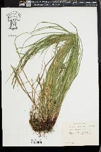 Carex virescens image