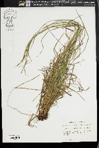 Carex virescens image