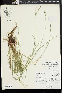 Carex virescens image