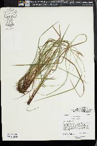 Carex virescens image