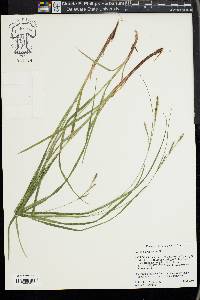 Carex virescens image