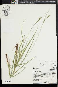 Carex virescens image